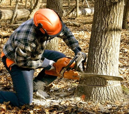Tree Removal in Mount Storm, WV
